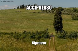 Accipresso