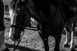 Dsc0016web