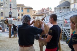 2019 06 20 prove bollatura 128