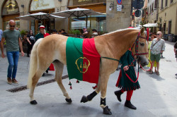 2023 06 16 bollatura cavalli 112