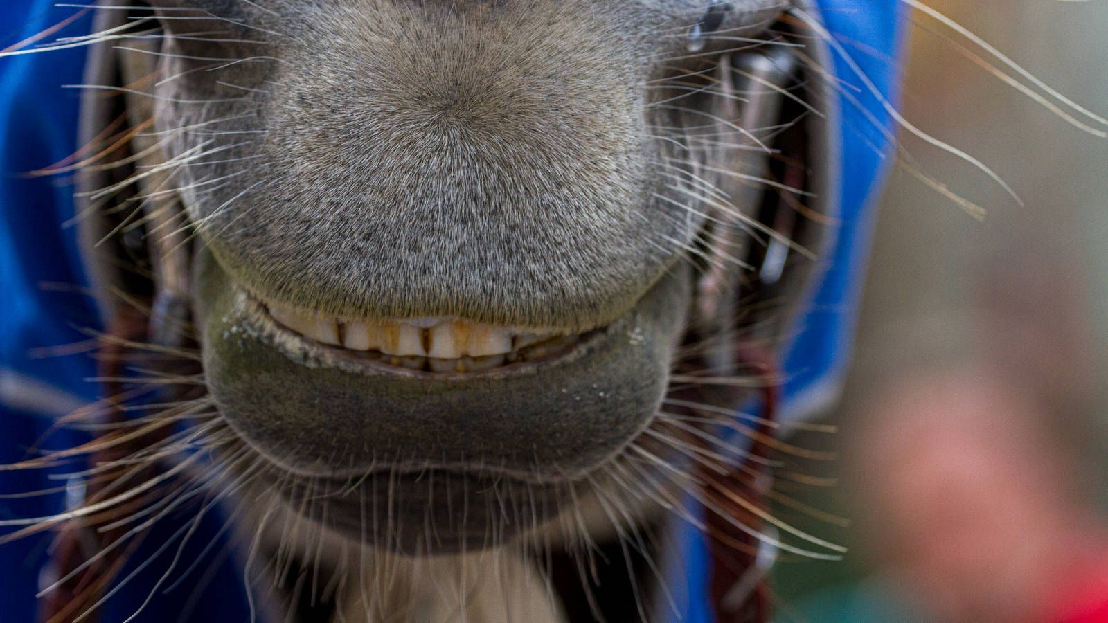 Tutti negativi gli esami antidoping sui cavalli giostra di giugno